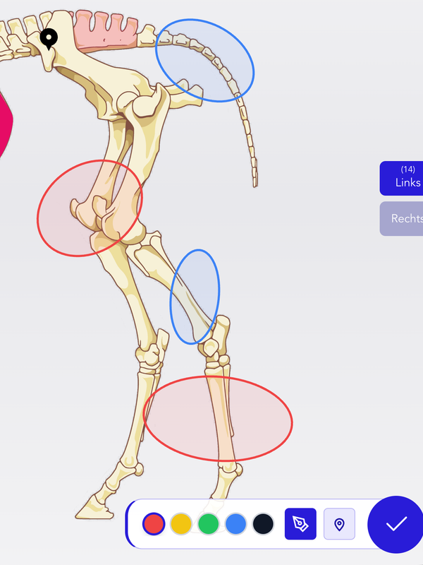 Freehand Drawing & Annotation Freehand Drawing & Annotation